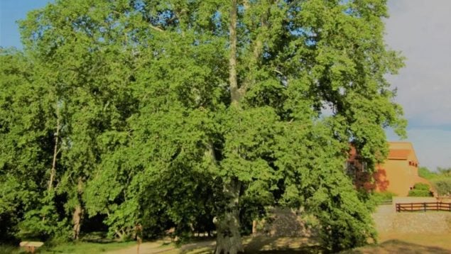 Plátano, árbol, Valencia, naturaleza