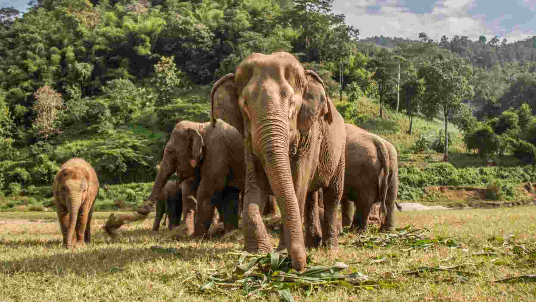 Travelplan transforma su oferta en Tailandia: santuarios de elefantes y ecodiseño.