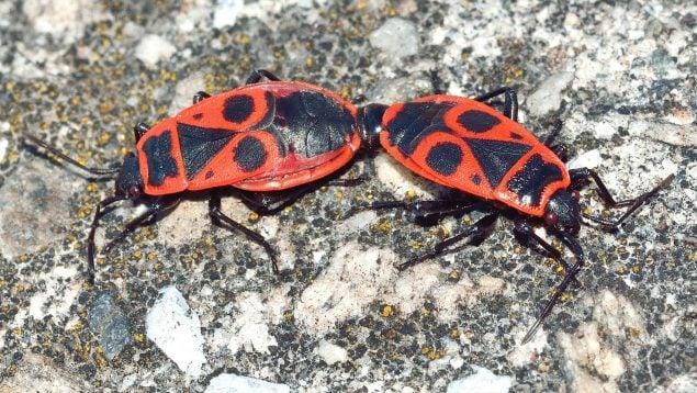 Especie invasora en Canarias