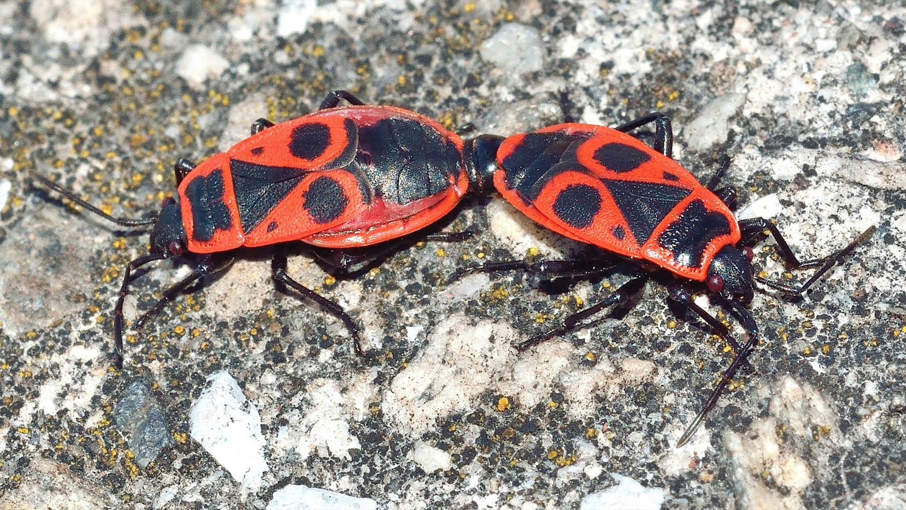 Los expertos alertan: la expansión sin control de esta especie invasora en Canarias ya provoca plagas de chinches