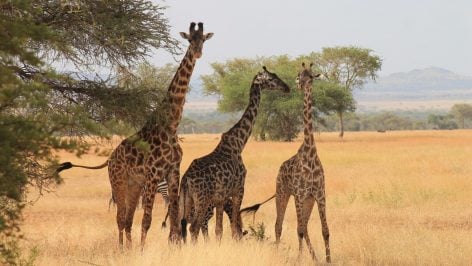 Jirafas. Foto: Pixabay