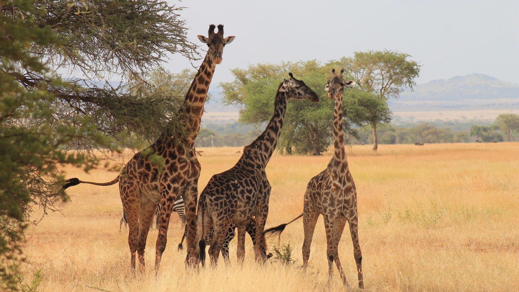 Bombazo en la zoología: revelan que las jirafas, en realidad, no son una sino 4 especies animales distintas