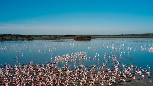 Doñana, cianobacterias, naturaleza