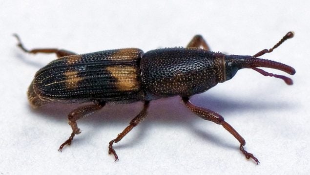 Diocalandra frumenti, animales, especie invasora