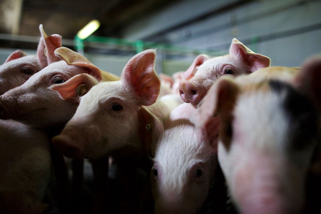 China responde a Bruselas con gravámenes de hasta el 62,4% para el sector porcino de la UE