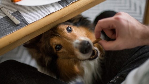 El perro pide comida