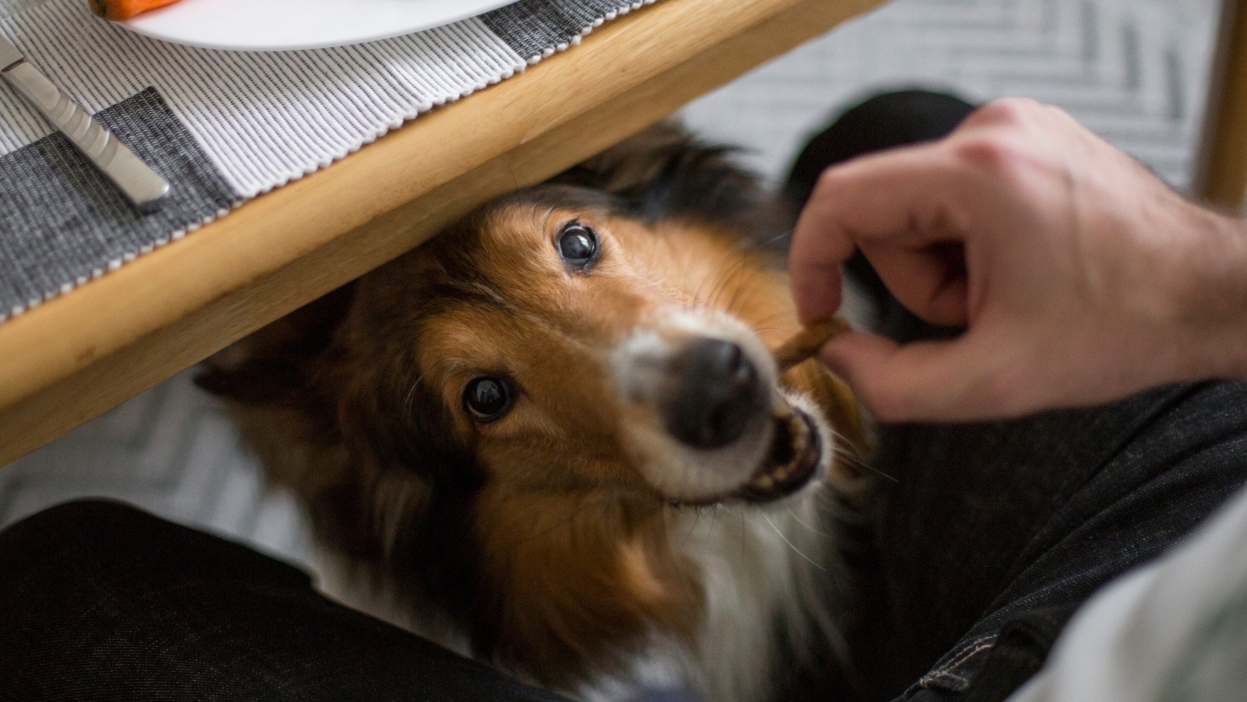 Lo que tienes que hacer si tu perro te pide comida cada vez que estás en la mesa, según un experto