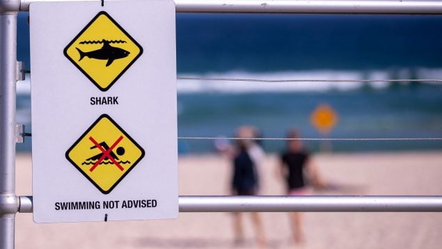 Surfista tiburón Sídney Australia