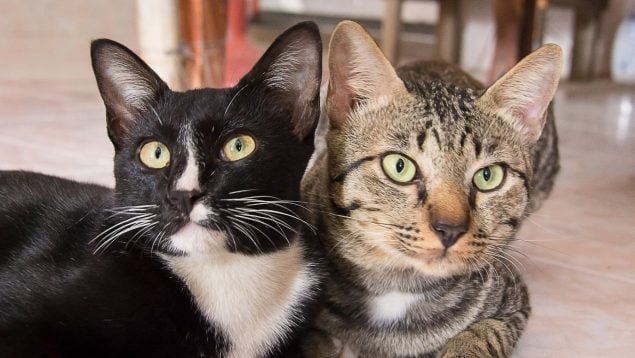 Los gatos