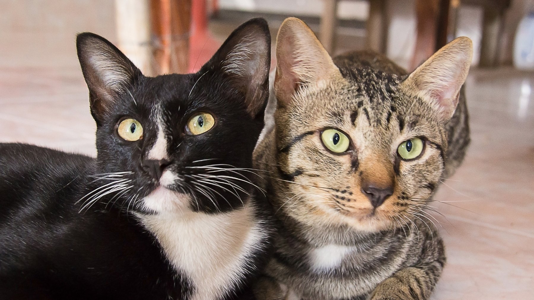 Aviso urgente del Gobierno a los dueños de gatos en España