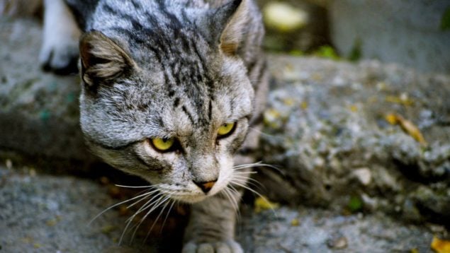 Gato, roedores, naturaleza