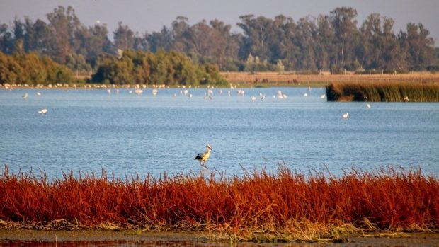 Aves más protegidas de España