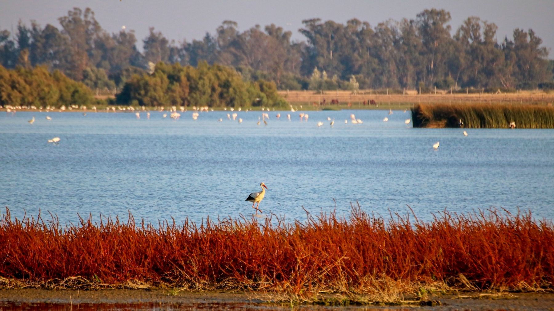 Indignación en Cádiz: cazan una de las aves más protegidas de España que está al borde de la extinción