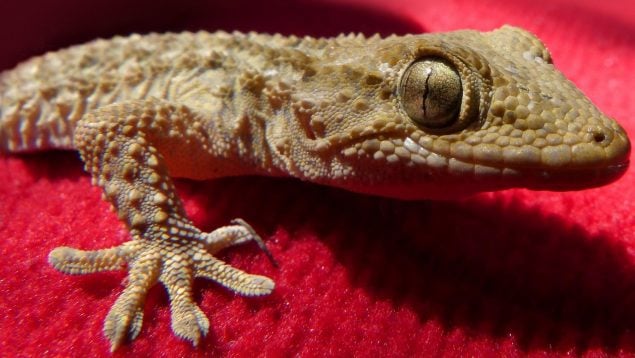 Aparición de lagartijas en casa, lagartija, lagartijas en casa, por qué aparecen lagartijas en casa, lagartija en casa, cómo evitar que haya lagartijas en casa, insectos y lagartijas.
