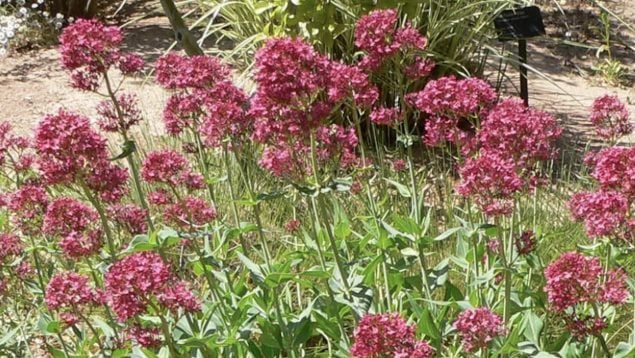 Centranthus ruber, planta, especie invasora, Canarias