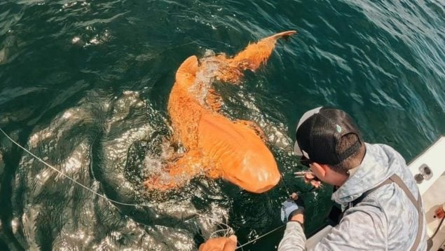 Tiburón naranja, animales, curiosidades