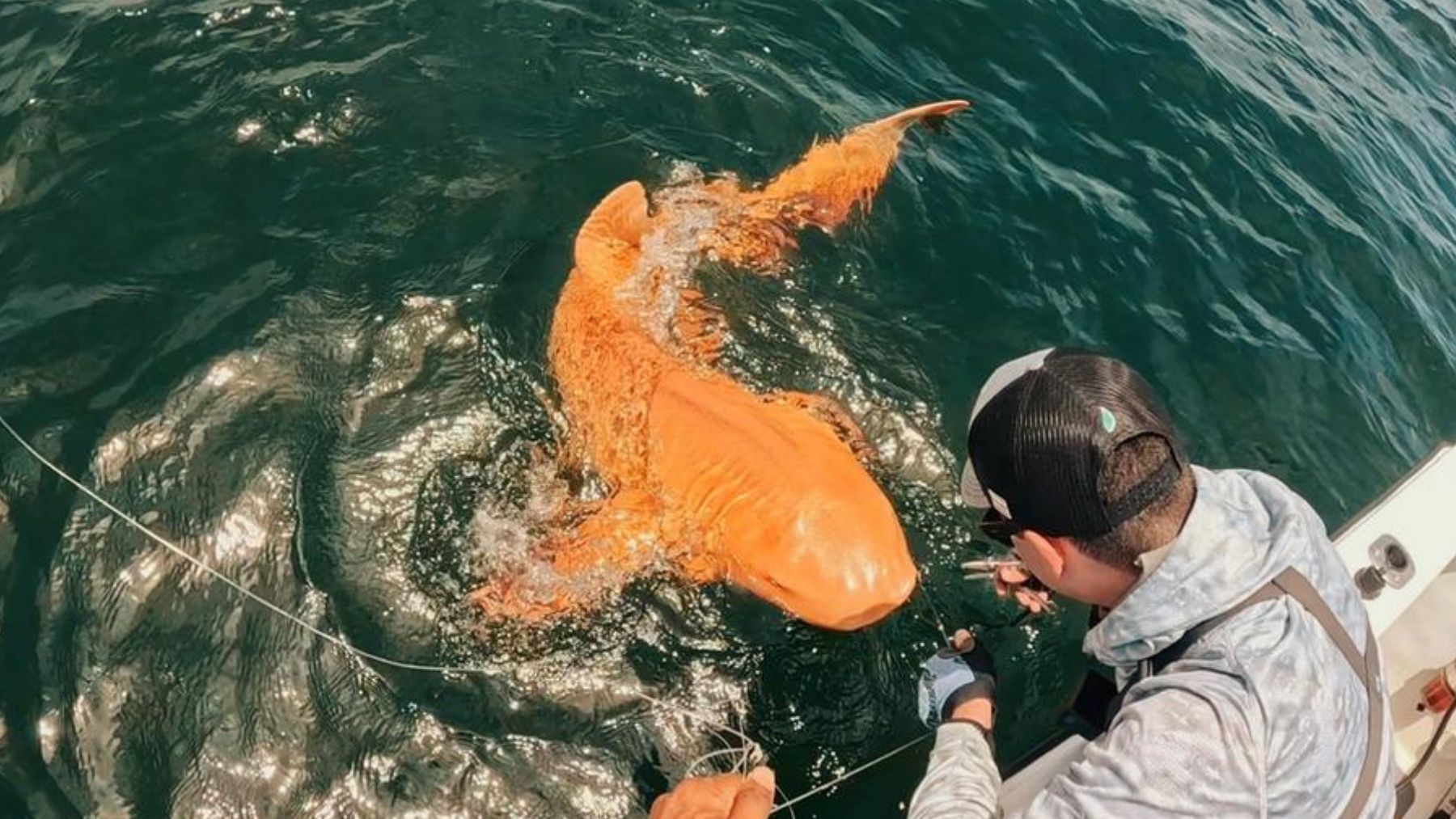 Un tiburón naranja. Foto: Parismina Domus Dei