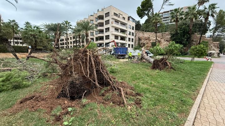 Los efectos del temporal se dejan ver en primera línea del paseo Marítimo de Palma