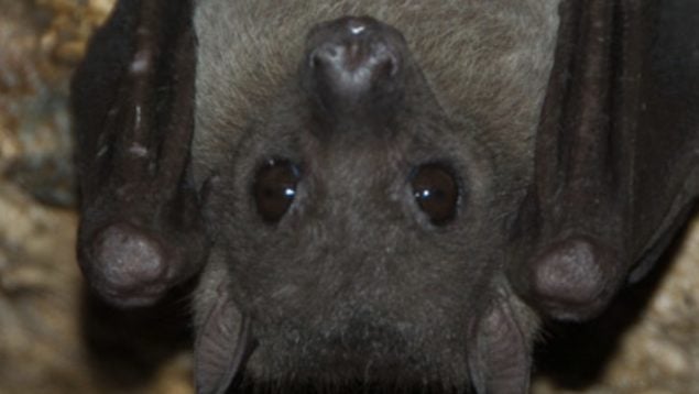 Murciélago, animal, especie invasora