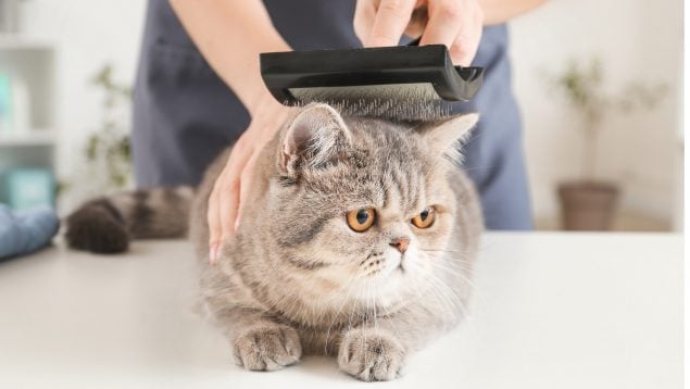 Evitar que al gato se le caiga el pelo