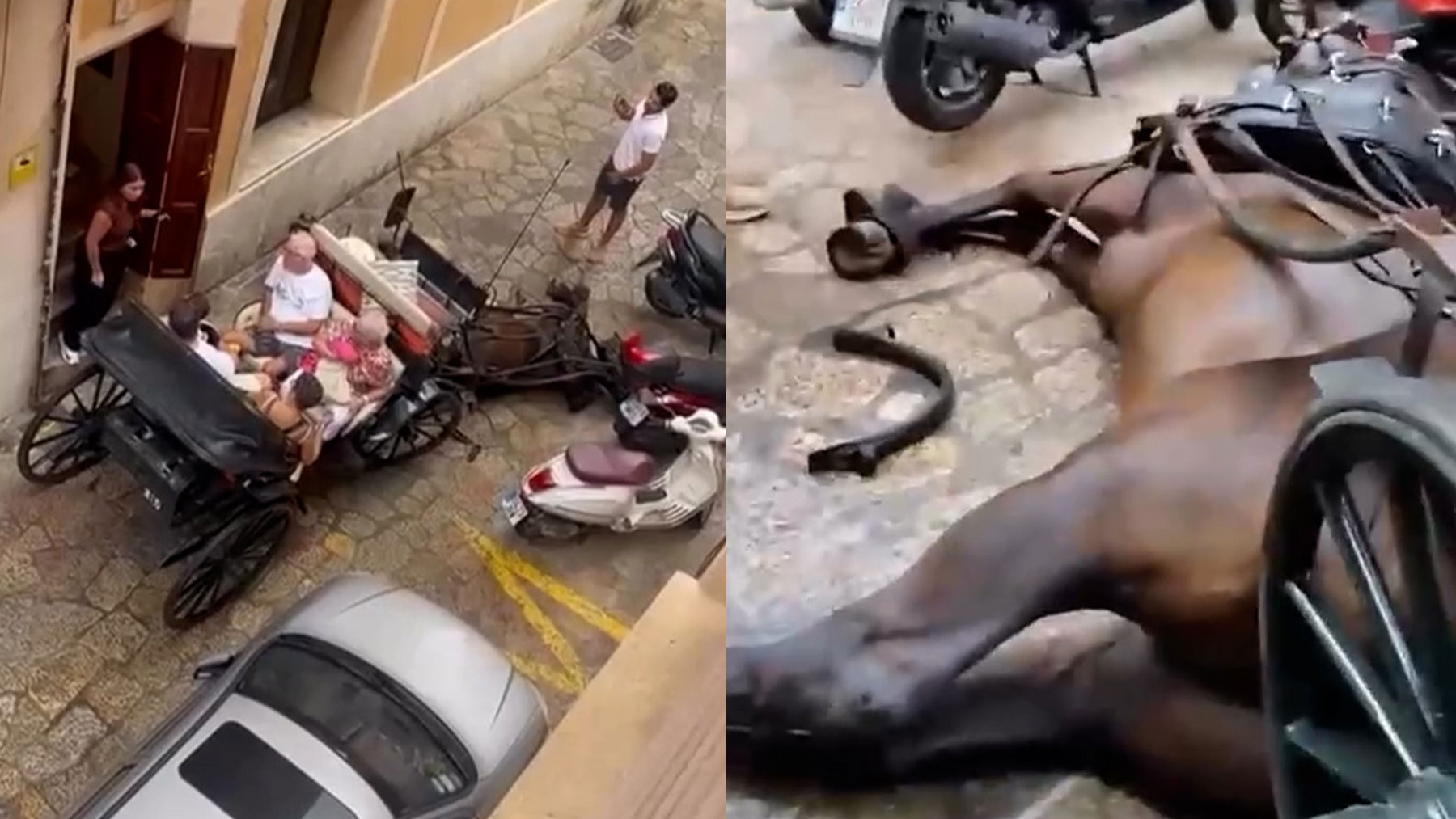 Polémica en Palma: un caballo de una calesa se resbala en la calle y se golpea la cabeza con motos aparcadas