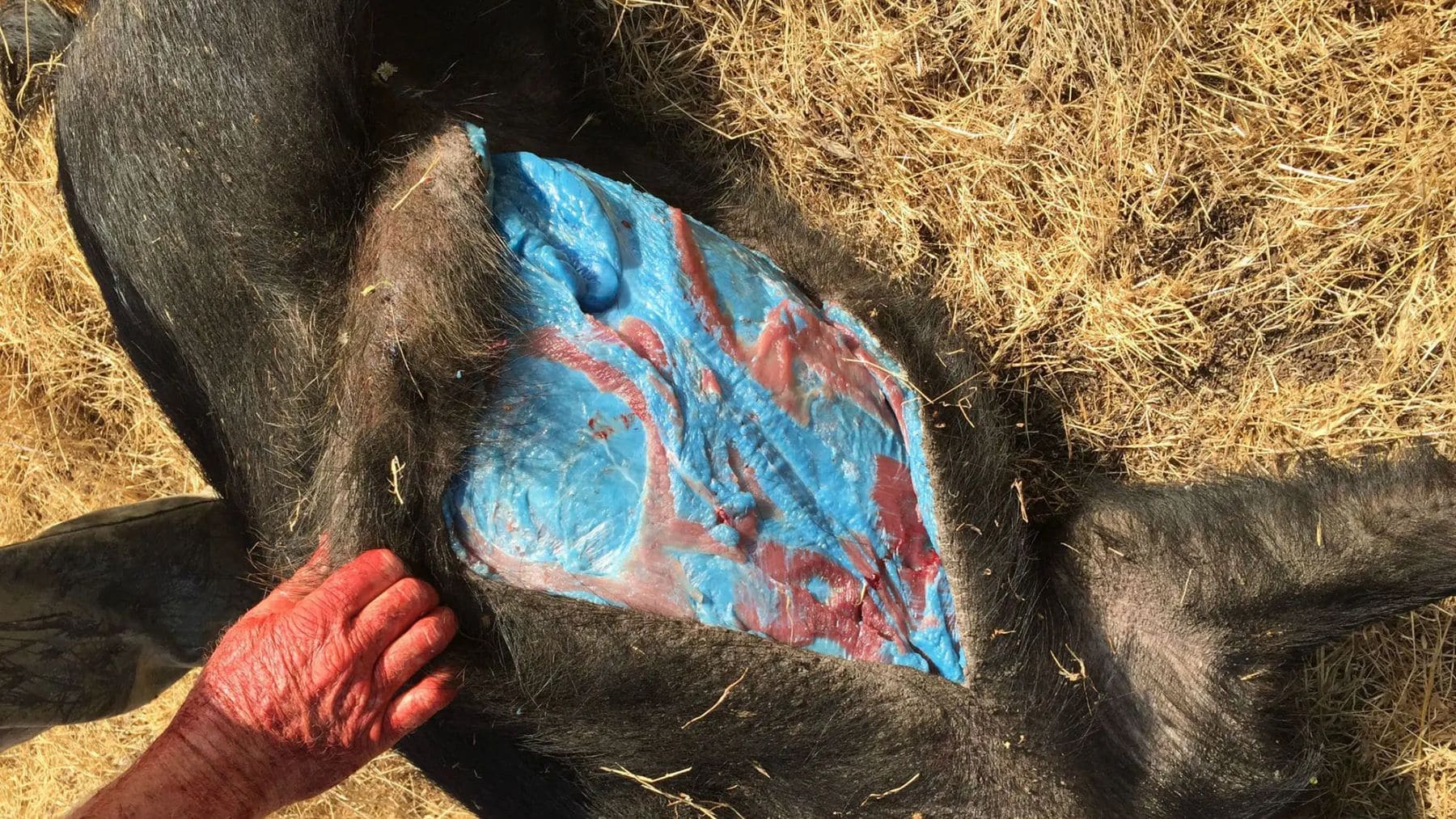 Los zoólogos no dan crédito: unos cazadores encuentran cerdos salvajes con la carne de color azul fluorescente
