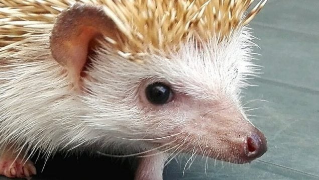 Atelerix albiventris, erizo, animal, especie invasora