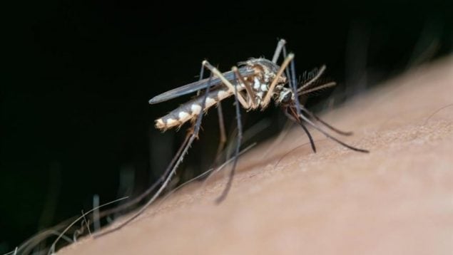Muere en Sevilla el hombre que quedó tetrapléjico por el virus del Nilo tras la picadura de un mosquito