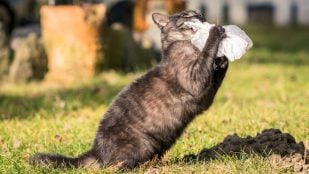 Gatos, curiosidades, animales