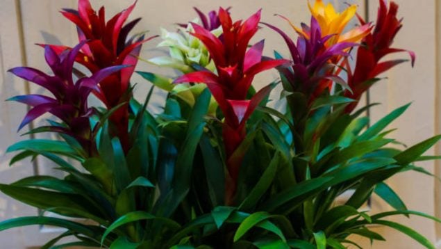 planta de interior