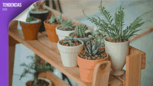 plantes pour tous