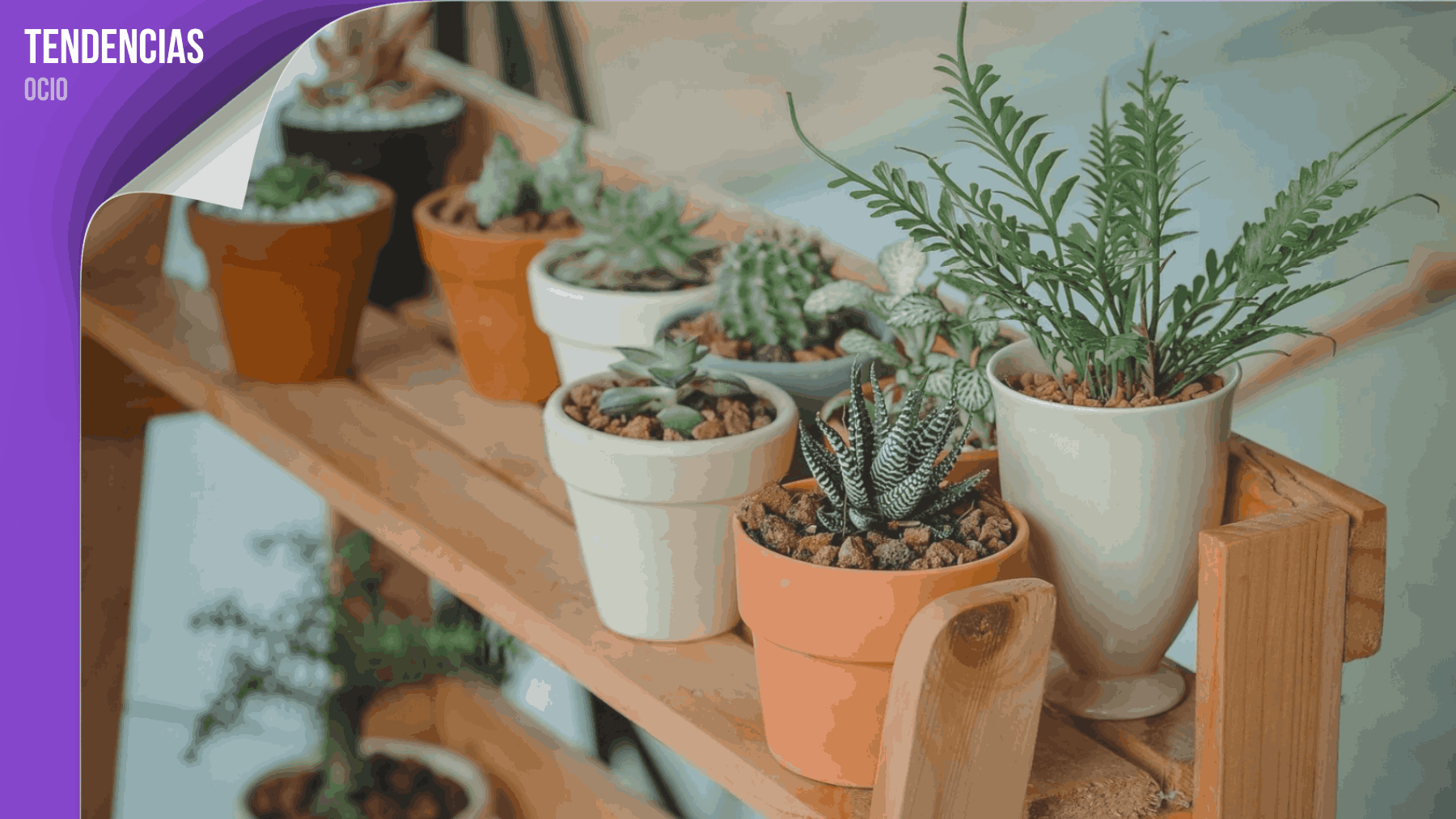 Plantes Pour Tous: Un vivero low cost con más de 150 plantas