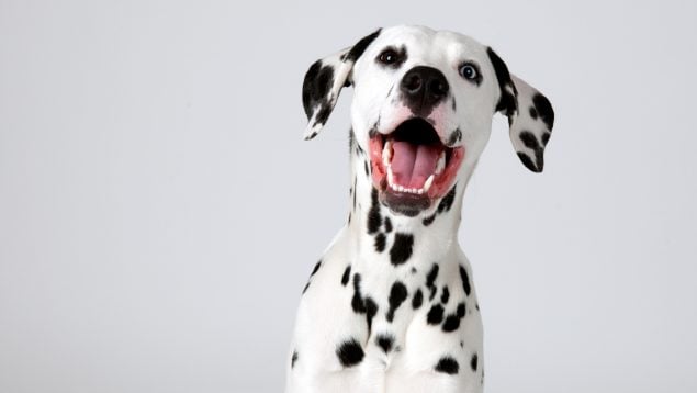 Razas de perro