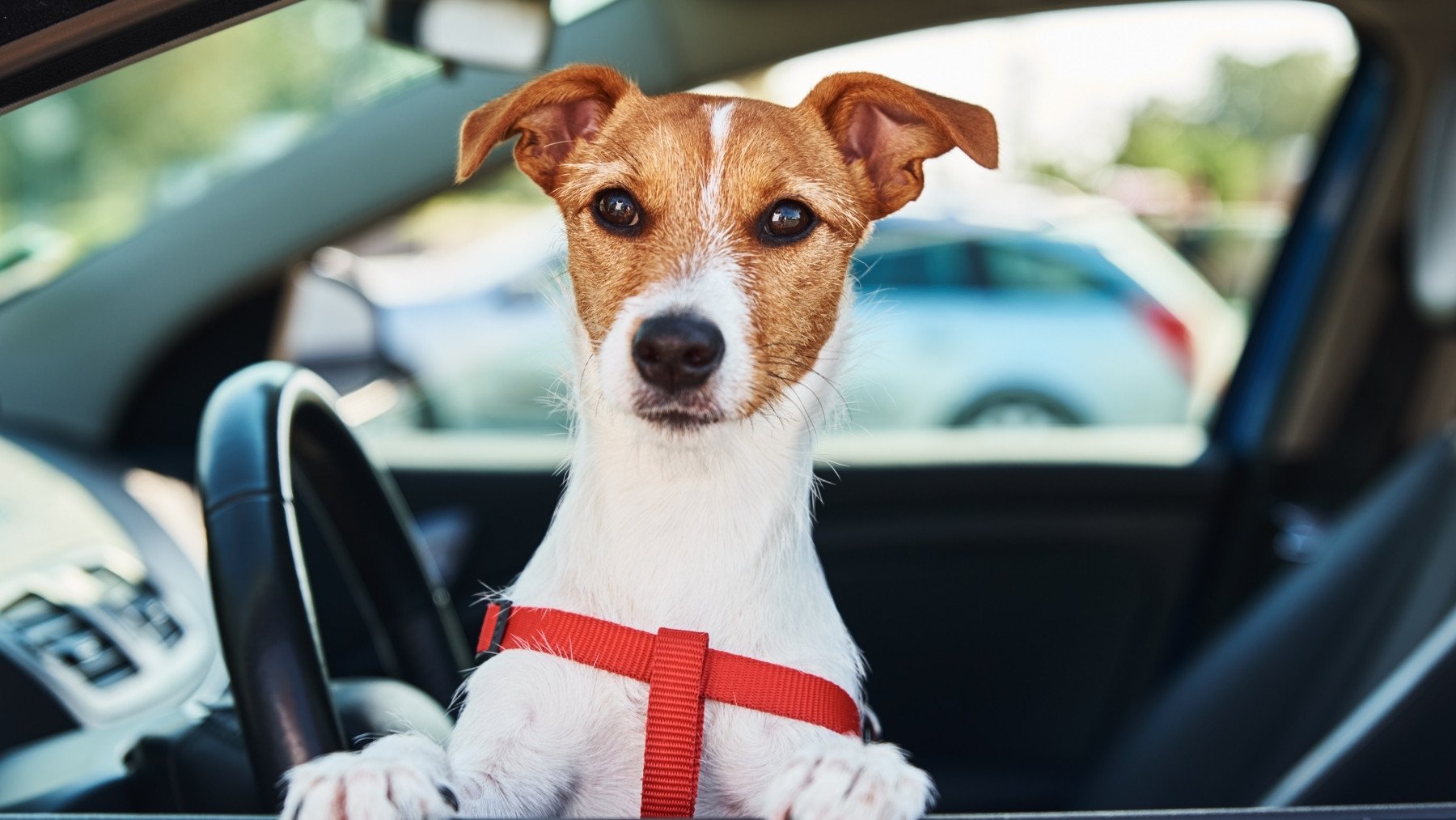 Así es como debes llevar a tu perro en el coche, según la DGT: lo estás haciendo mal