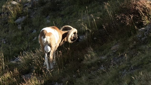 Ovis musimon, especie invasora, animales