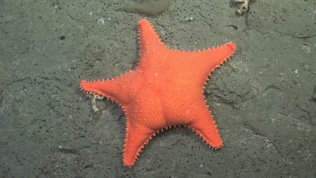 Especies desconocidas