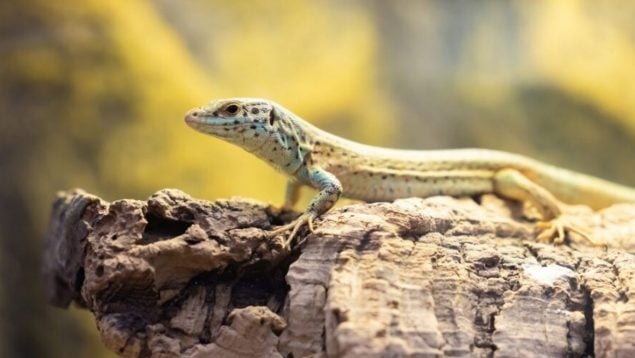 serpientes lagartijas ibiza