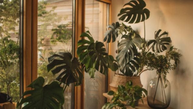 plantas Lidl