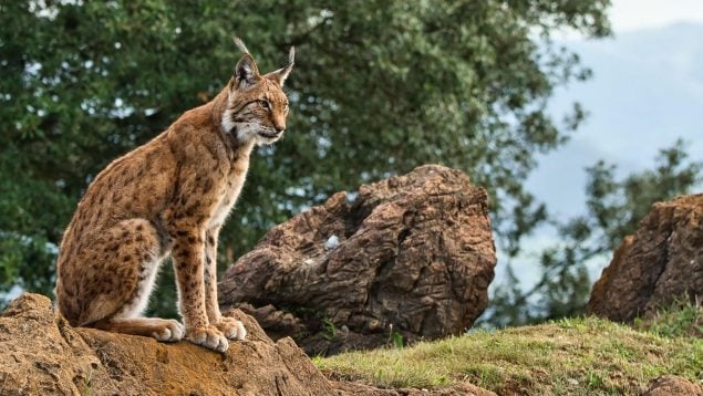 Hallan un lince ibérico en los Pirineos, recuperación del lince ibérico en España, linces ibéricos en los pirineos, lince ibérico a mayor altitud de España.