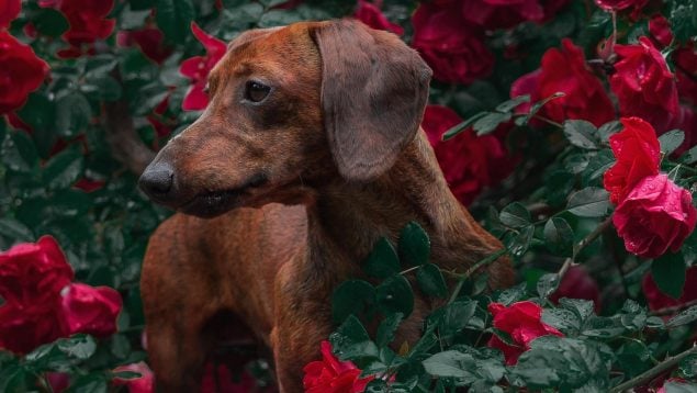 Los perros contaminan, contaminación provocada por los perros, tener mascotas y cambio climático.