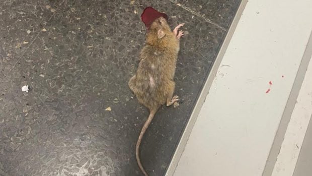 rata