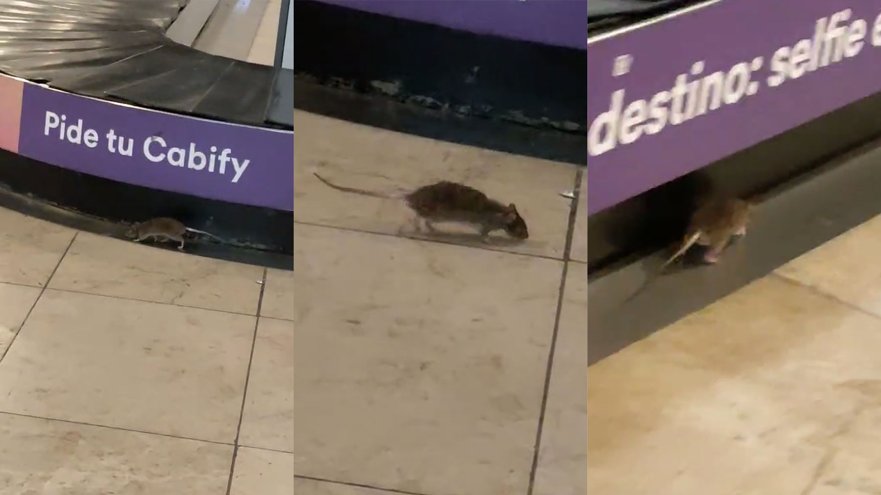 Una plaga de ratas campa a sus anchas en la zona de equipajes de la terminal 1 de Barajas