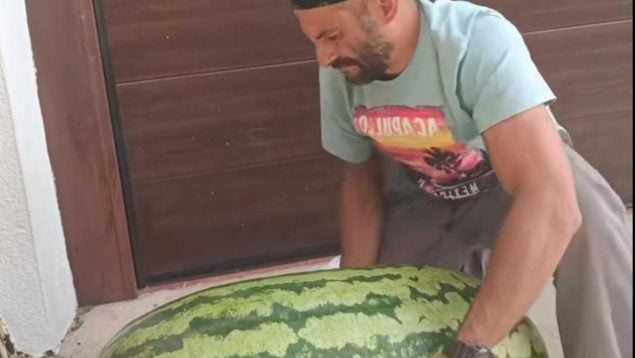 Sandía más grande de España, sandía gigante, cuál es la sandía más grande, sandías virales en TikTok, concurso de sandías gigantes en Extremadura.