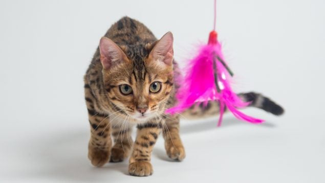 Gato