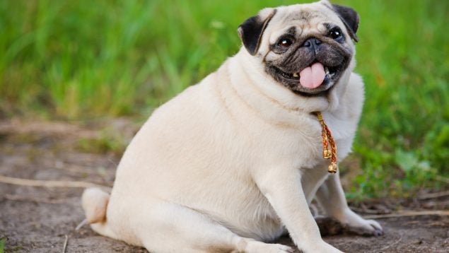 Un perro gordo