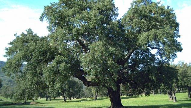 Alcornoque, Extremadura, árboles