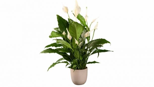 Lidl planta