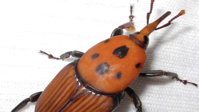 Rhynchophorus ferrugineus, insecto, animal, especie invasora