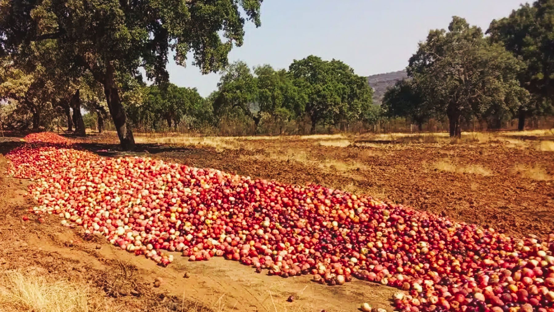 Manzanas donadas en la Sierra de San Pedro. Foto: Ángel Torres en Facebook.