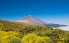 Teide, árbol, naturaleza